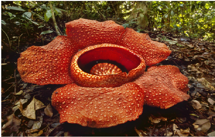 Rafflesia Forest Reserve, Sabah
