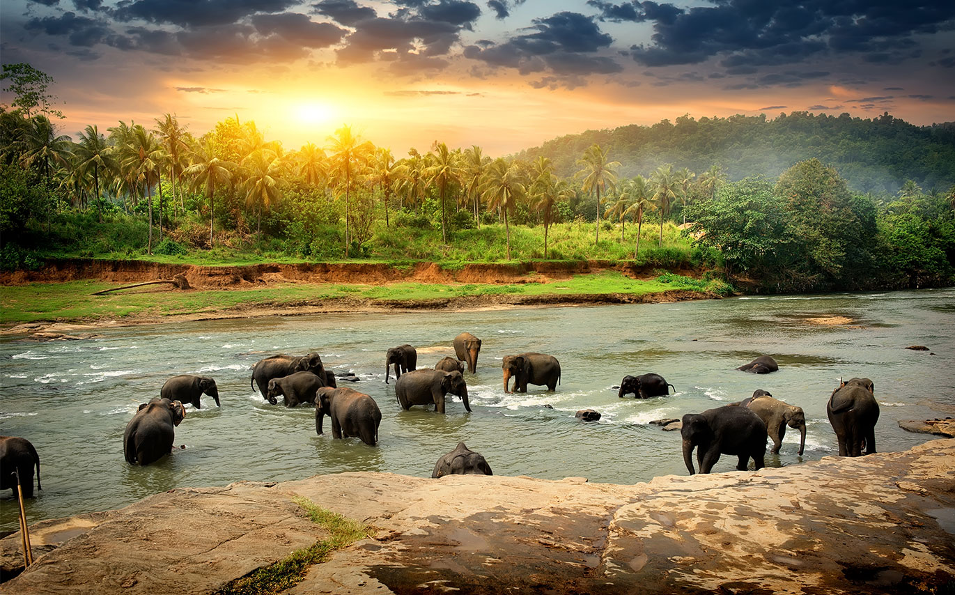 A herd of Sri Lanka elephants