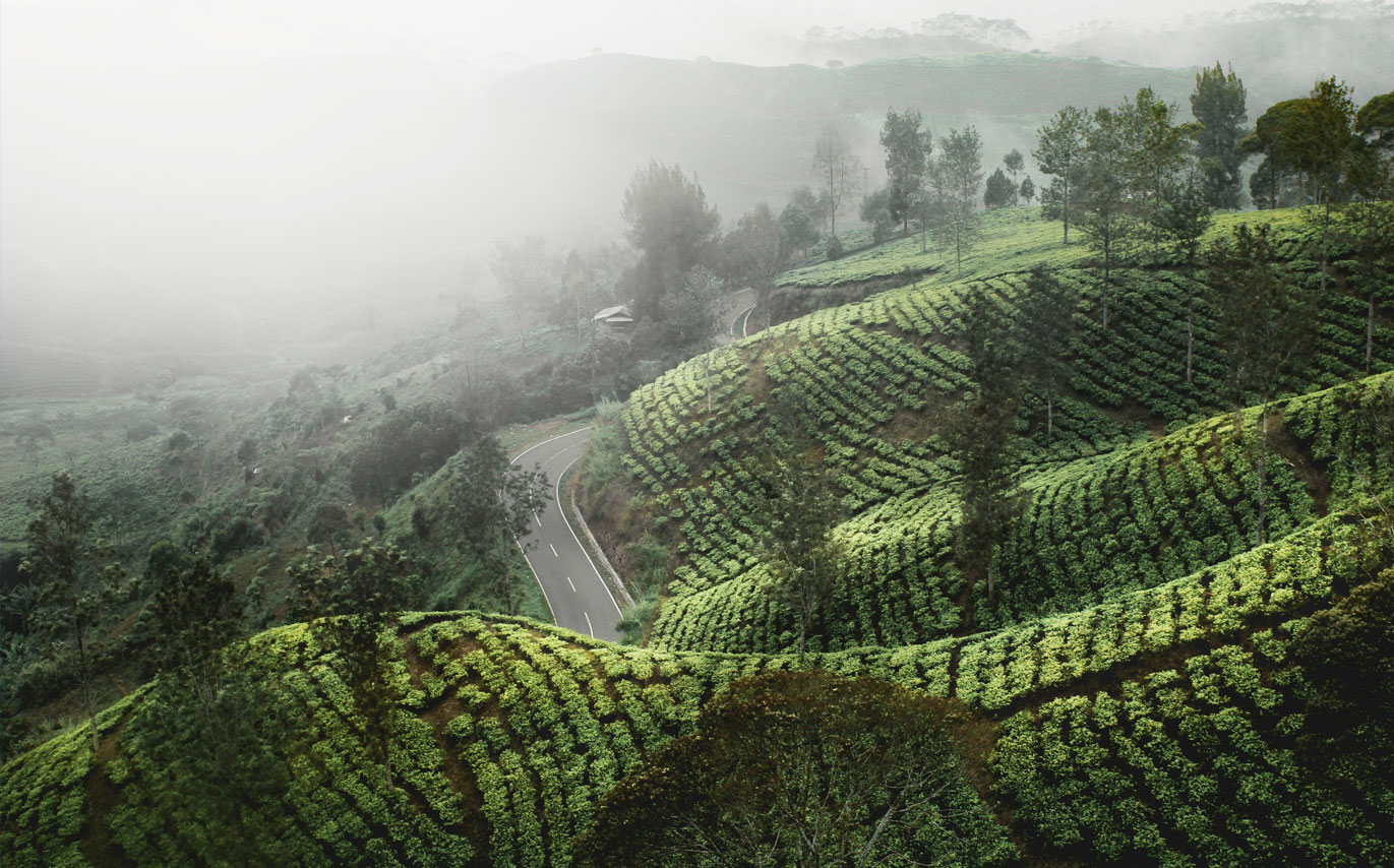 Tea plantations in Nuwara Eliya