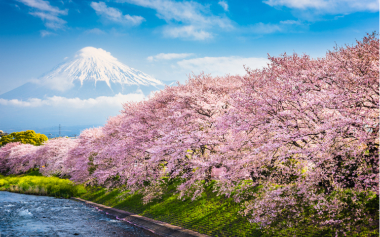 Cherry Blossom, Mt Fuji, Japan