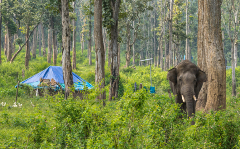 Dubare Elephant Camp, Coorg