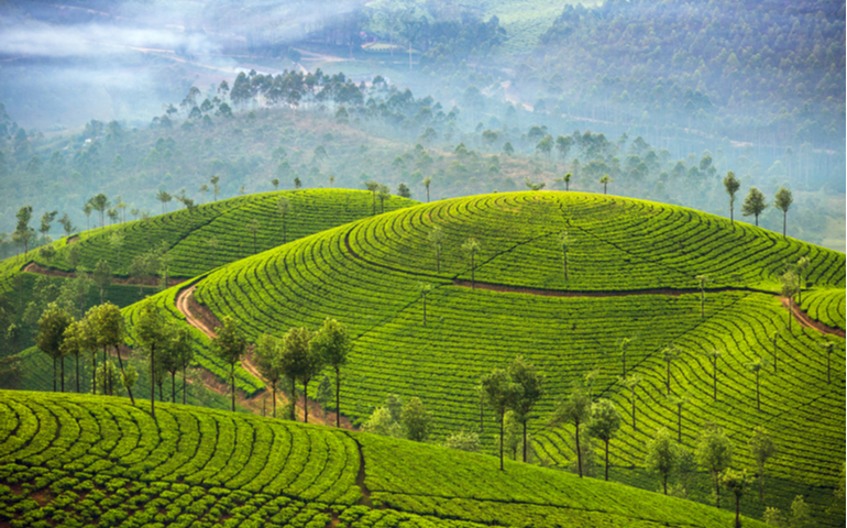 Tea Plantations in Munnar, Kerala