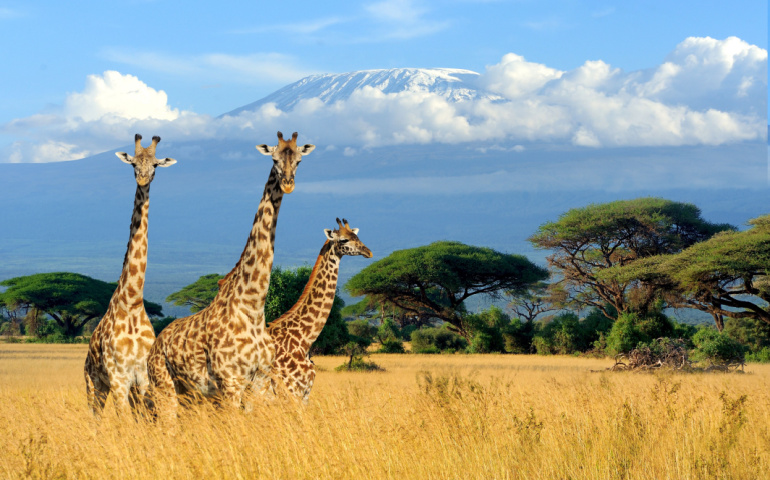 Giraffes and Mount Kilimanjaro in Kenya