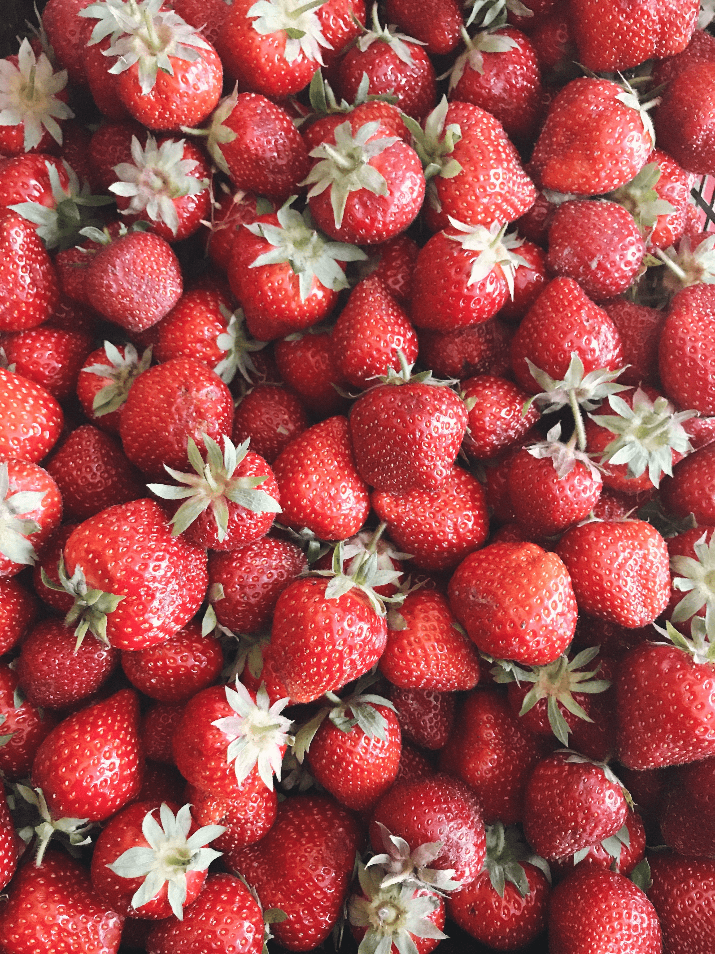 strawberries plucked from the farm