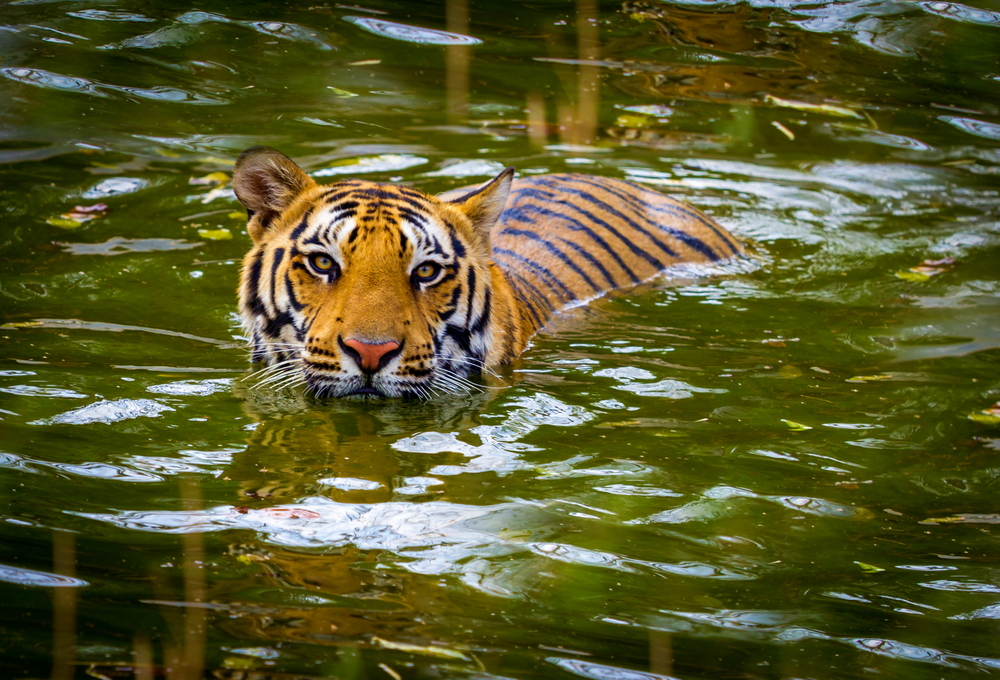 The Indian tiger wading through the water at Jim-Corbett