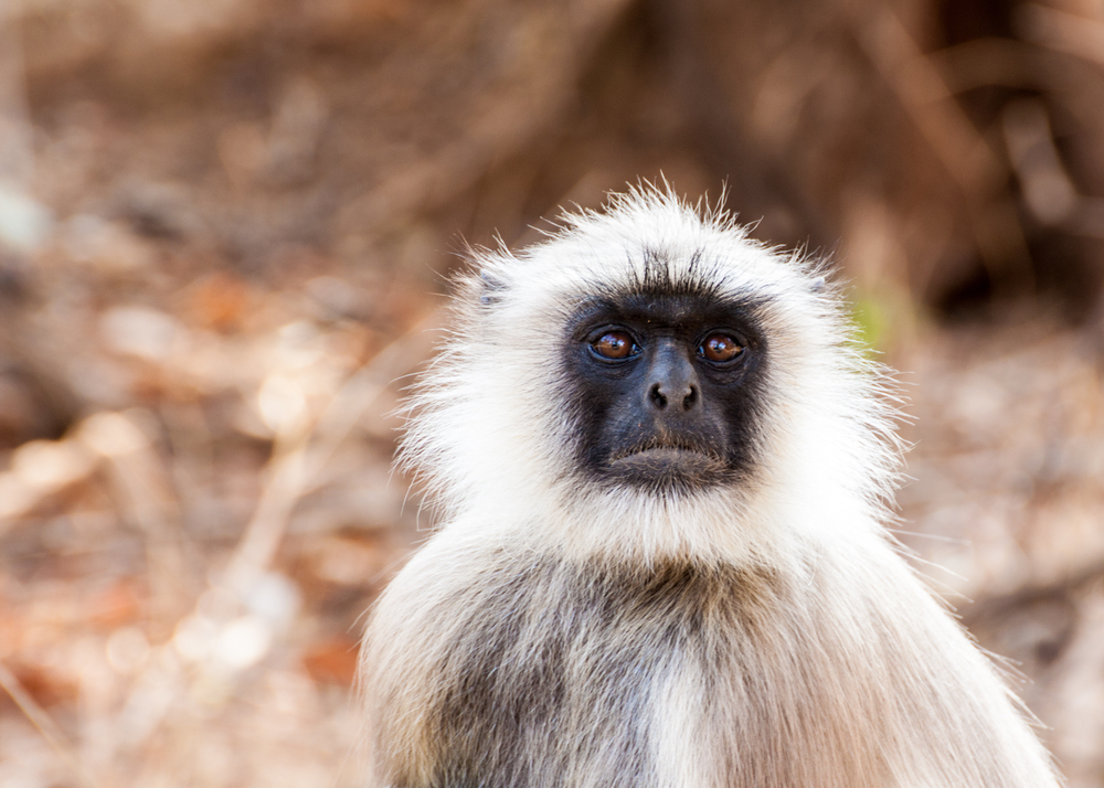 Sariska wildlife: a white monkey species