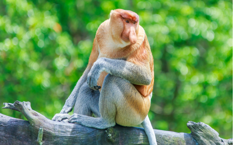 Male Proboscis Monkey