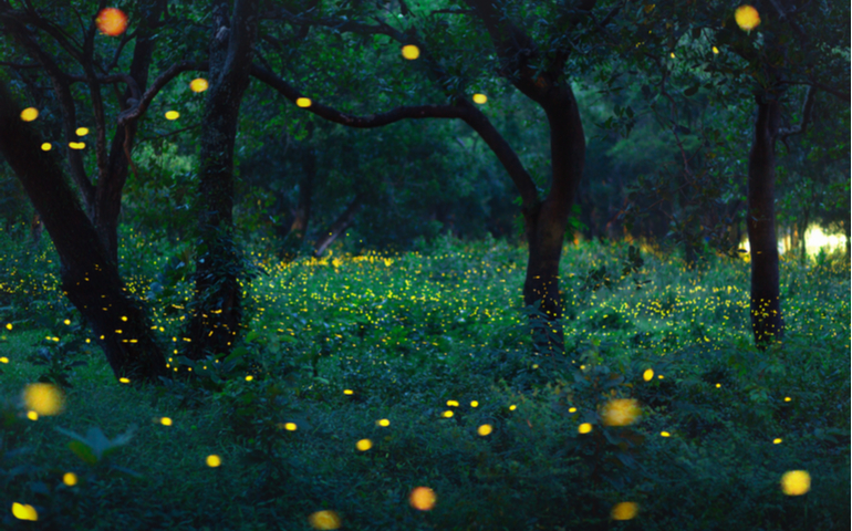 Fireflies flashing at night.