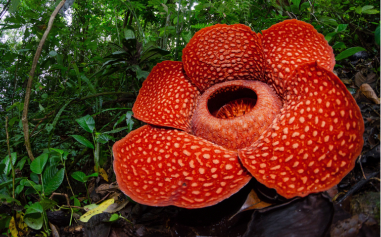 Rafflesia arnoldii flower