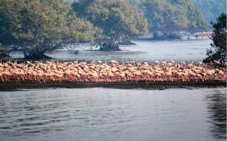 Flock of Flamingos in Sewri
