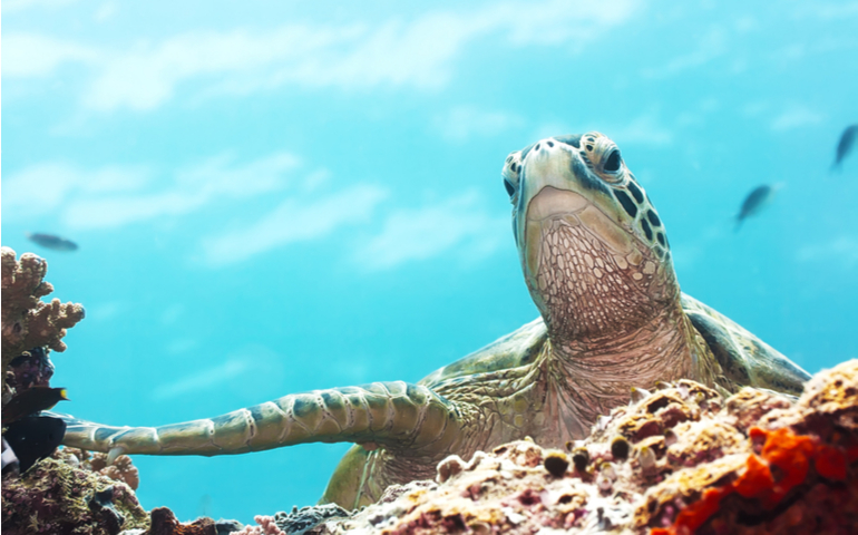Turtle underwater in Sipadan