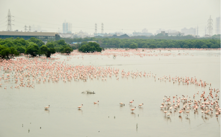 Flock of flamingoes seen at sewri mud flaps
