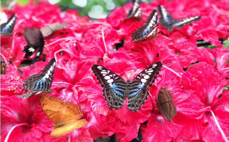Butterflies in Entopia