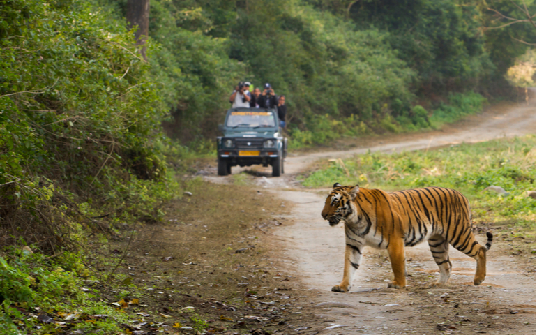 Bengal Tiger wandering in Jim Corbett National Park while tourists in a Safari Jeep watch on.