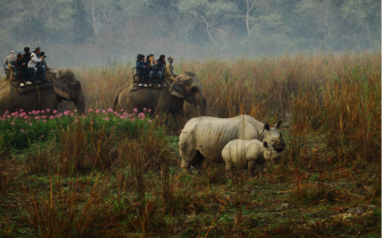 Tourists on an Elephant Safari ride for sighting of the one-horned Rhino in Kaziranga National Park of India.