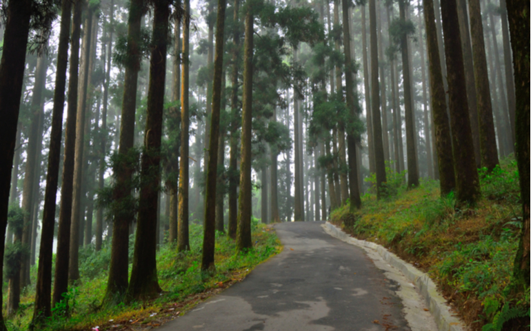 Tall pine trees covered in mist at Dow hill road in Kurseong.
