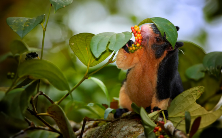 Black and light yellow Sri Lankan Giant Squirrel feeding on fruit berries