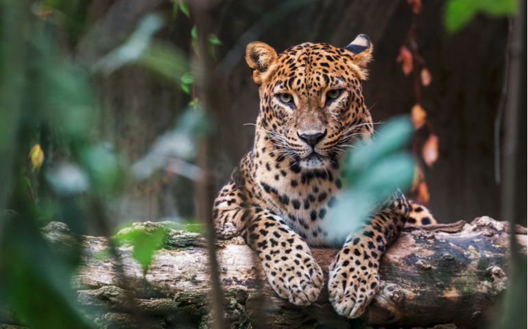 Leopard spotting in Yala National Park