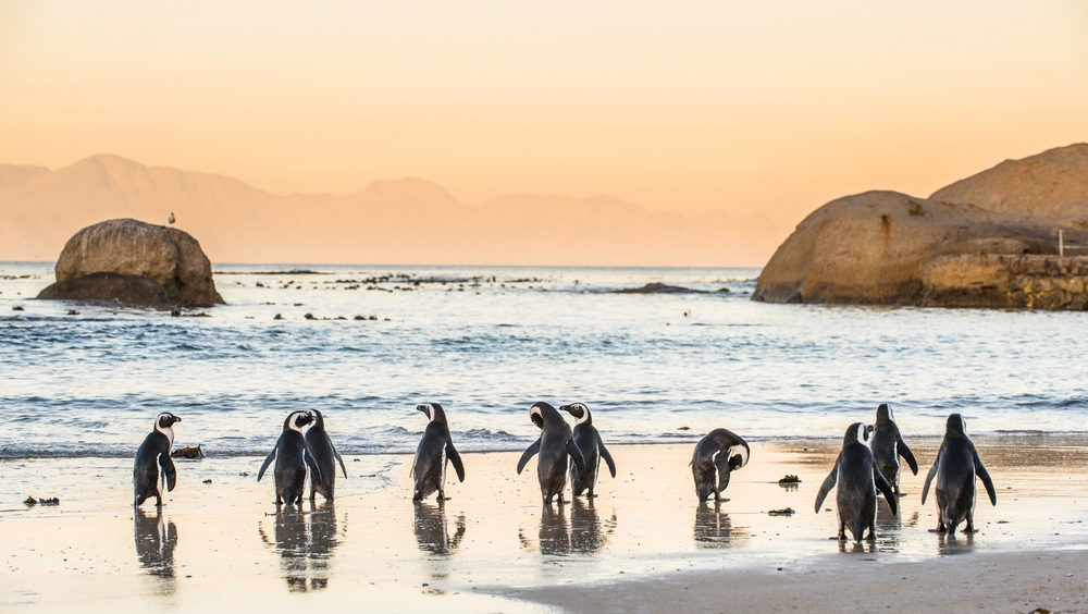 penguins walking towards the ocean from the sea shore