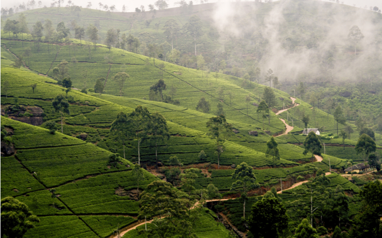 Tea Plantations in Nuwara Eliya