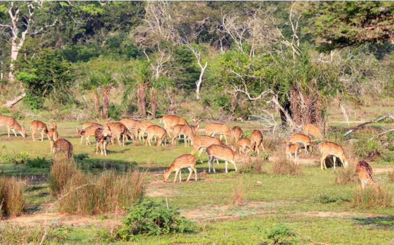 Herd of spotted deer In Wilpattu National Park