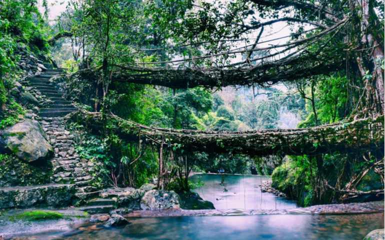 Living Root Bridges of Meghalaya, Shillong - Double Decker