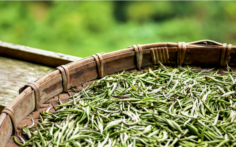 White tea leaves spread curing in bamboo basket tray after harvest