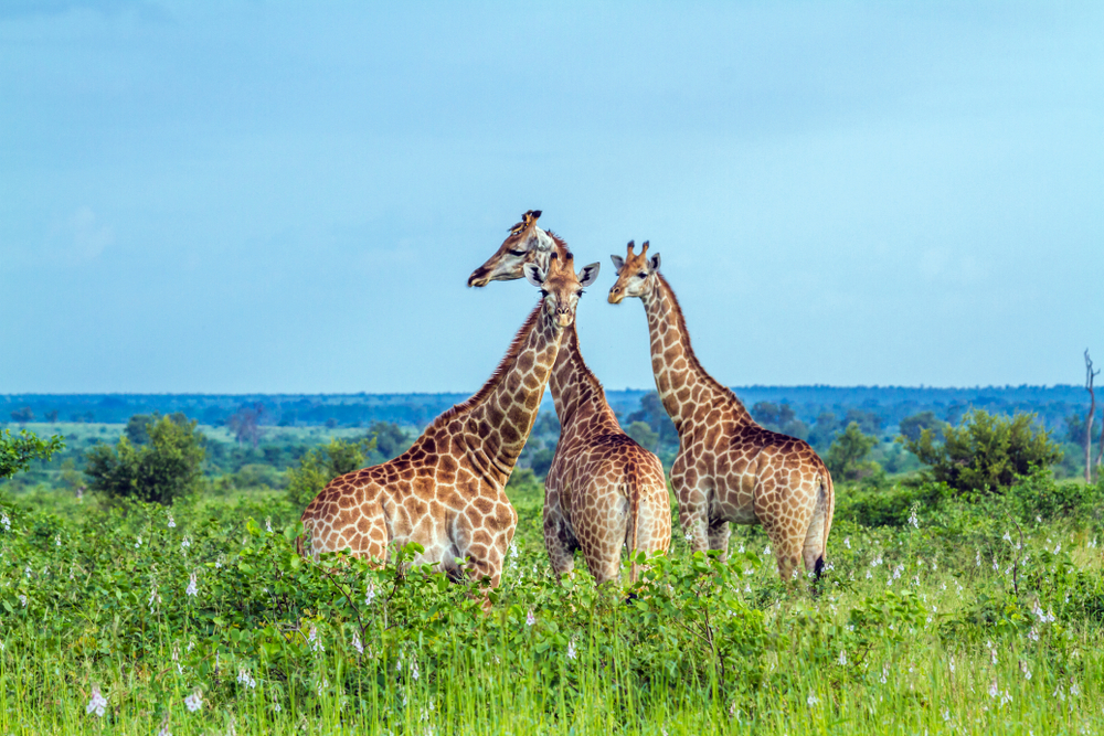 giraffes spotted at Kruger National Park