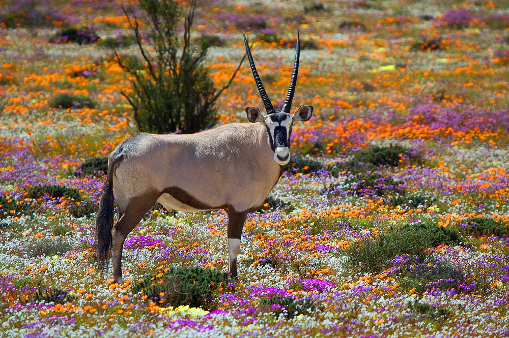 wildlife living in the colourful landscapes of south africa