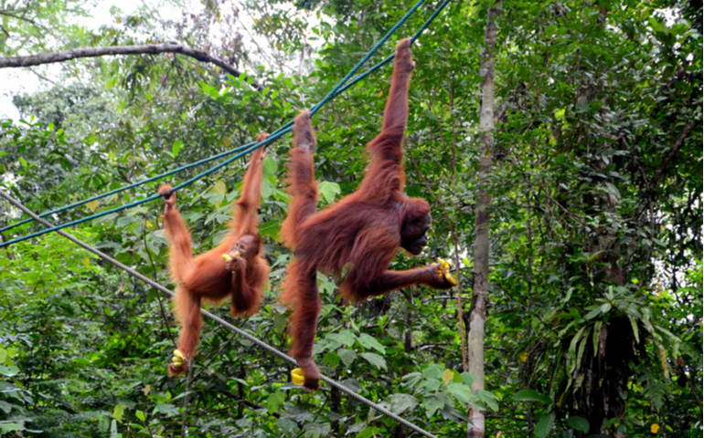Two playful orang utans chimpanzee apes stretch their arms and legs to hold onto ropes while collecting bananas at the Semenggoh Nature Reserve wildlife sanctuary