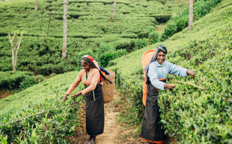 Two woman collecting tea in Nuwara Eliya, Sri Lanka