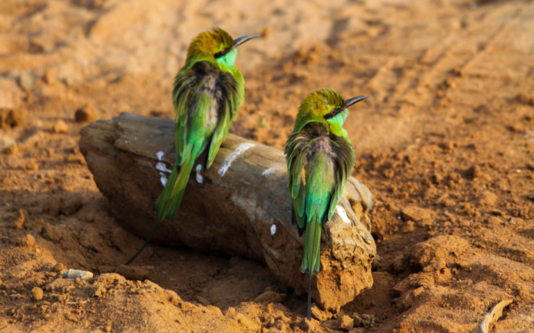 Couple of Little Green Bee Eaters at Udawalawe National Park, Sri Lanka