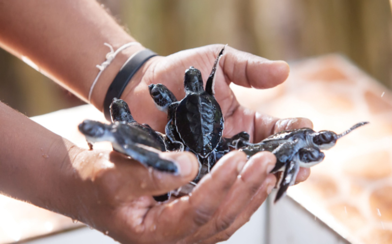Newly hatched babies turtle at Sea Turtles Conservation in Bentota, Sri Lanka