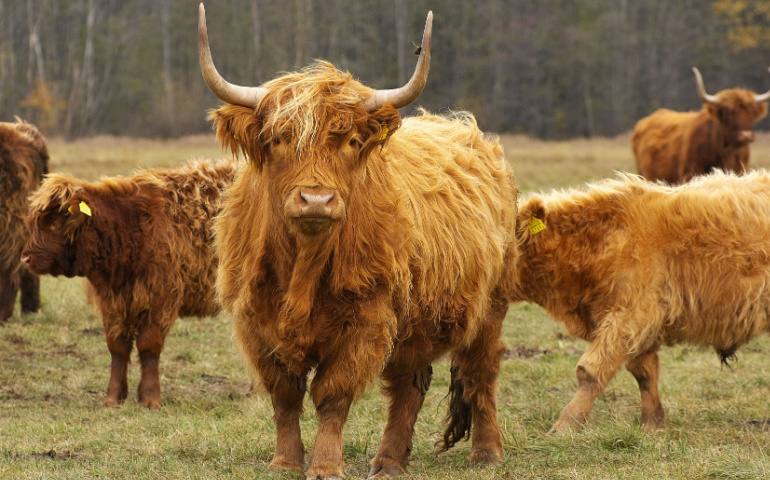 Highland Cow of Scotland
