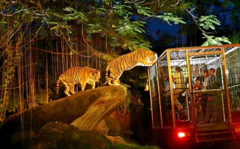 Night Safari in Singapore
