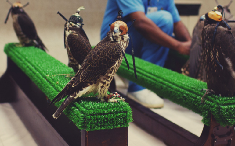 Falcons waiting to be examined in Falcon Hospital, Abu Dhabi