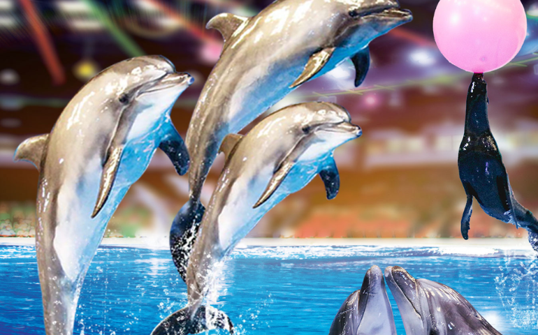 Dolphin & Seal show Images Credit: Dubai Dolphinarium Official Site
