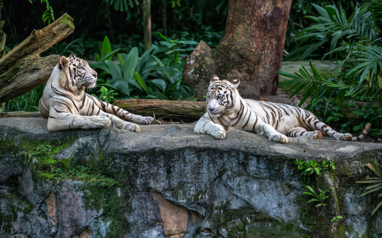 Two white tigers are resting on the rock 