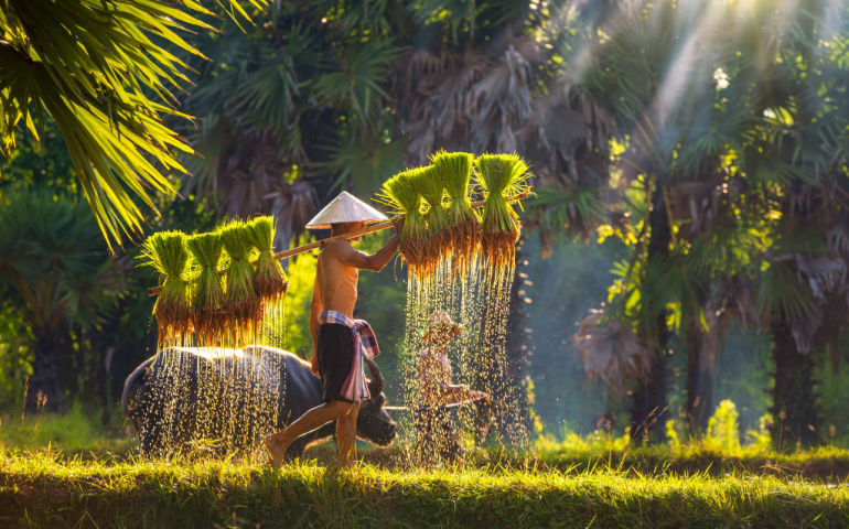 Lifestyle of Southeast Asian people walking through the rice field