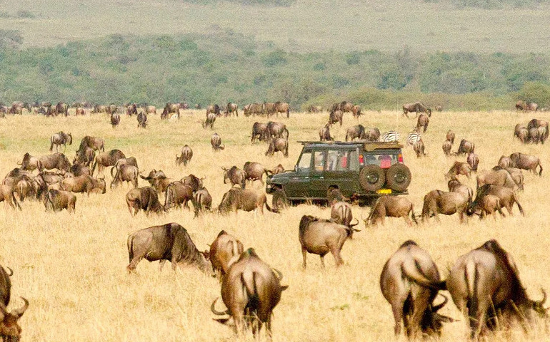 Wildlife safaris- Maasai Mara
