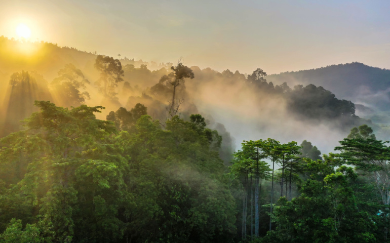 Stunning view of Borneo Rainforest with sunrise mist and fog rays in the morning