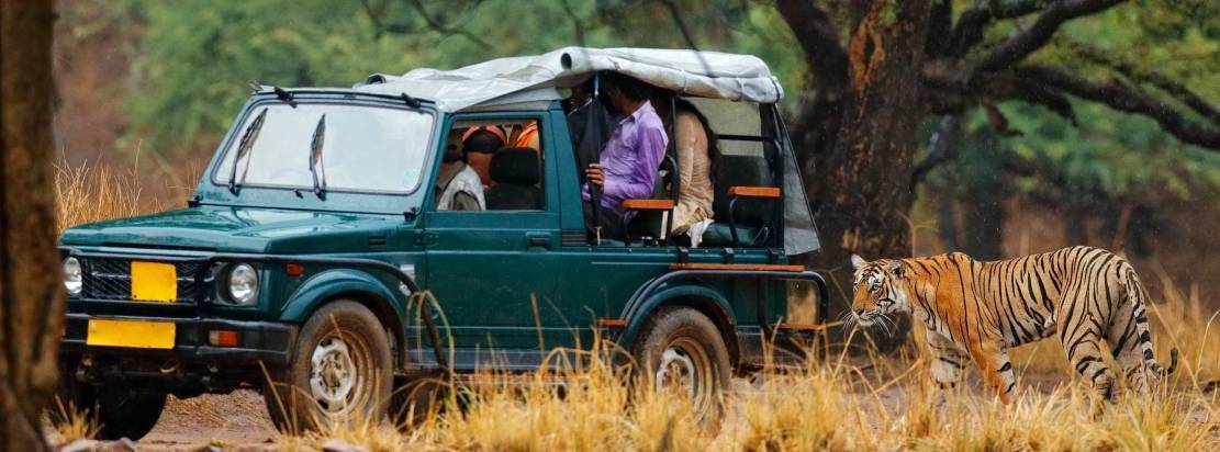 jungle safaris in India- Ranthambore
