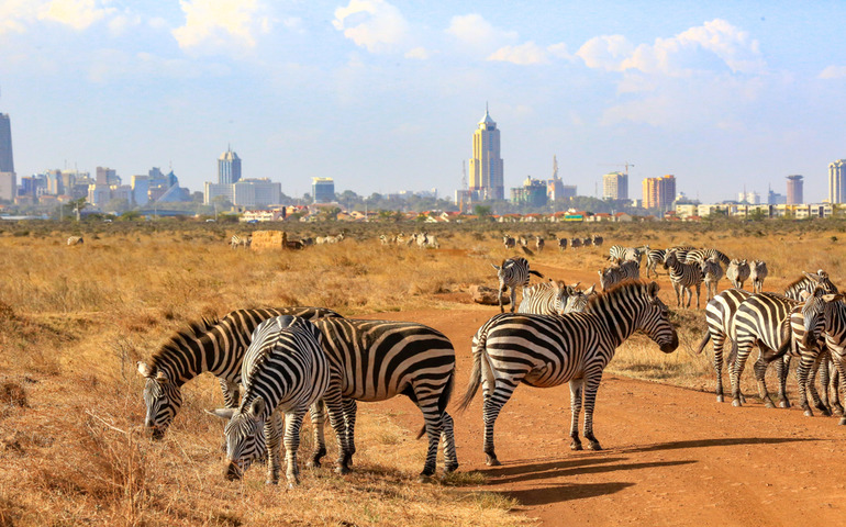 wildlife safaris- Nairobi