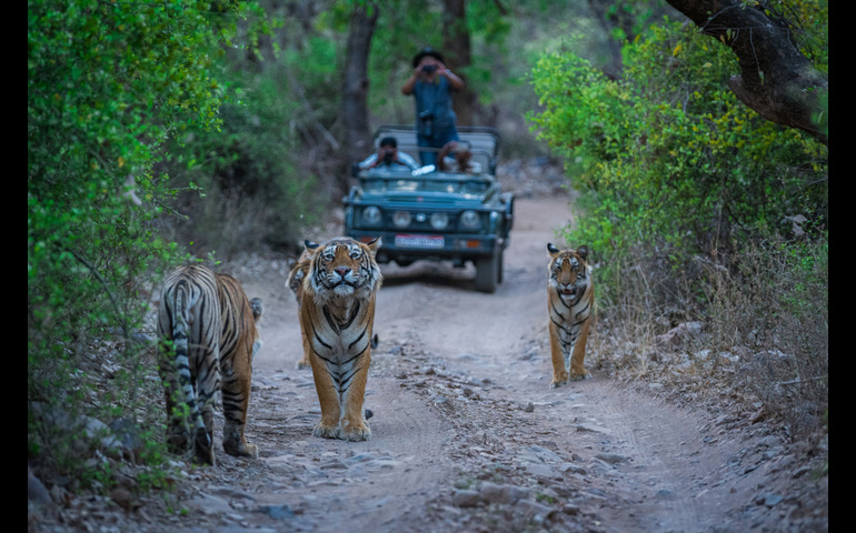 wildlife safaris- Ranthambore