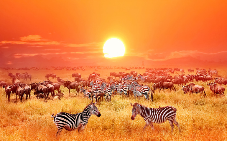 wildlife safaris- Serengeti