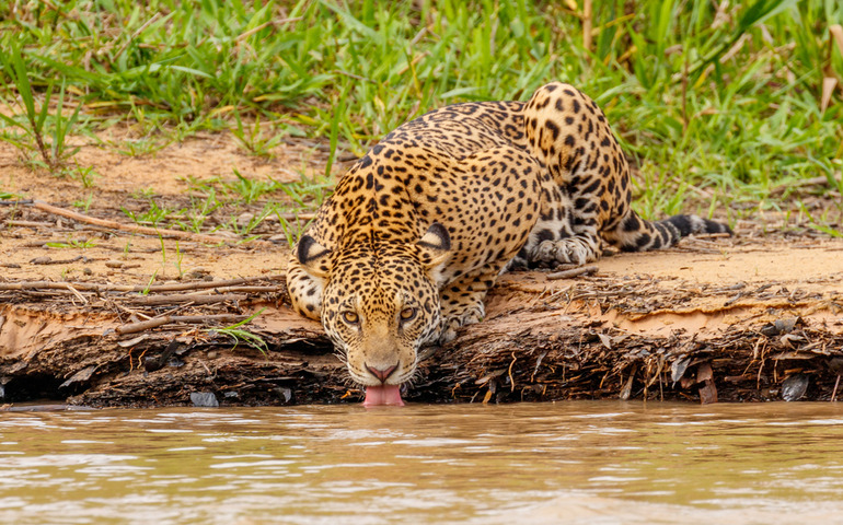 wildlife safaris- Pantanal