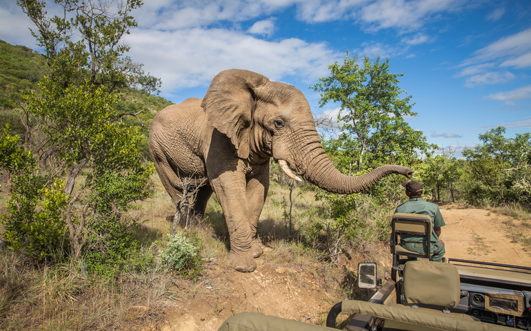 wildlife safaris- Kruger
