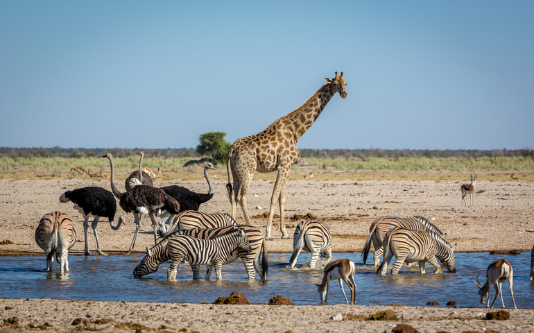 wildlife safaris- Etosha