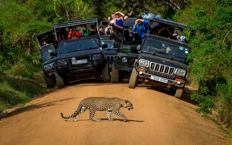 wildlife safaris -Yala