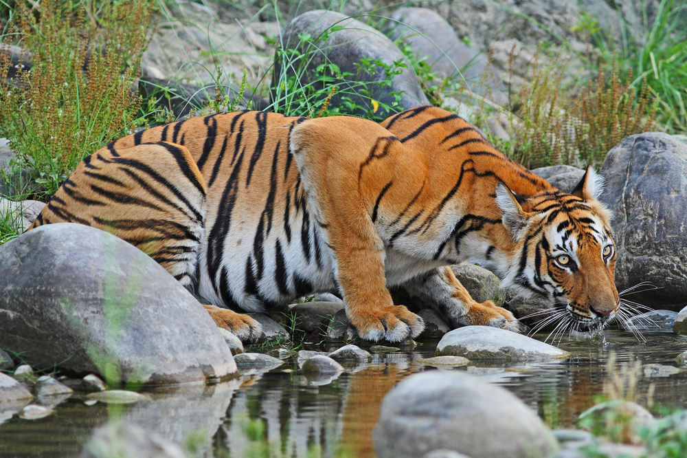 jungle safaris in India- Sundarbans
